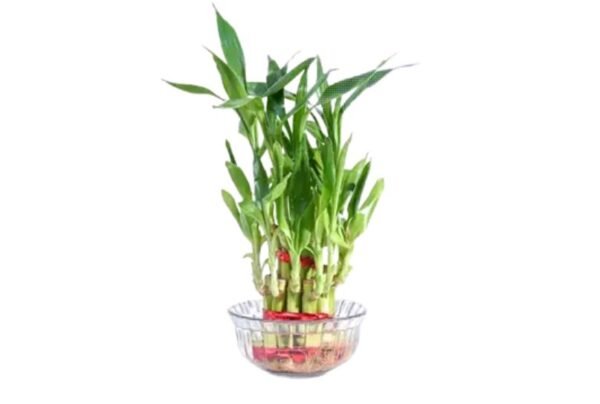 UGAOO Two Layer Bamboo Plant